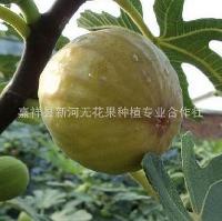 供应法国布兰瑞克无花果苗 加工品种 抗寒性好 占地专用无花果苗